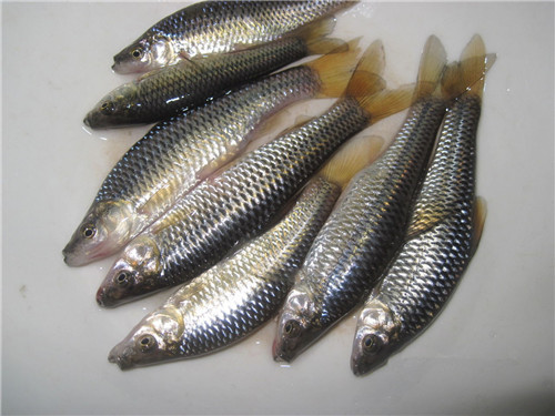 麦穗